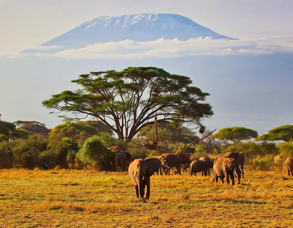 africa