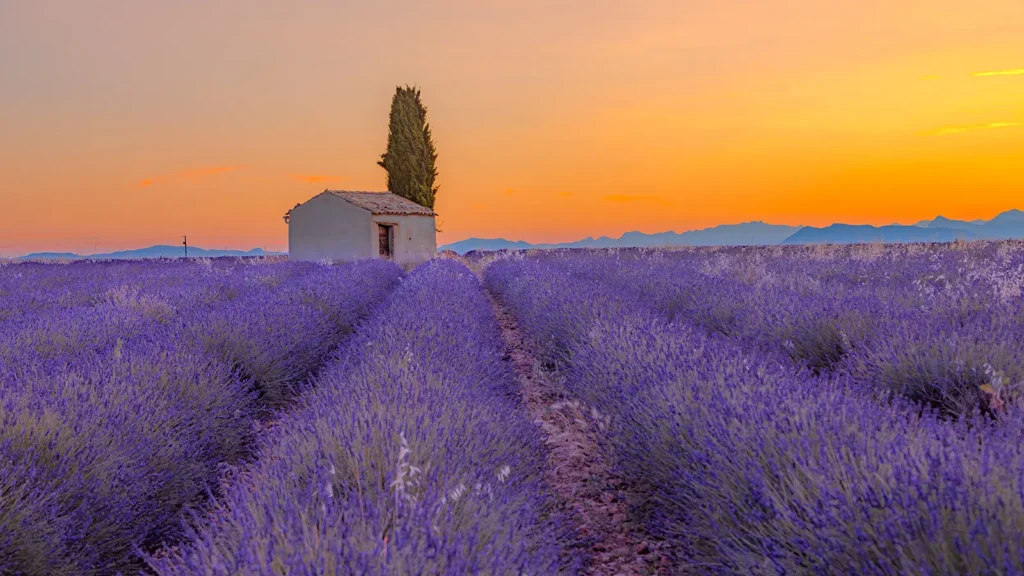 France - fields - lilac - sunset