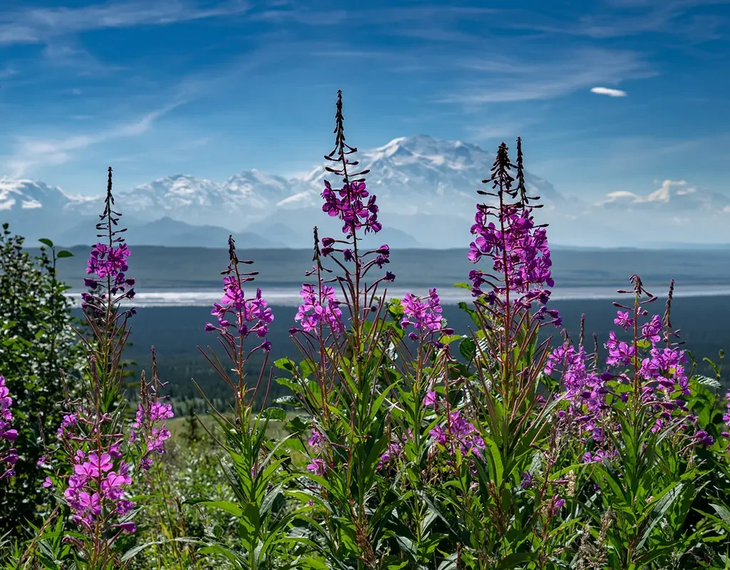 hawaii / alaska
