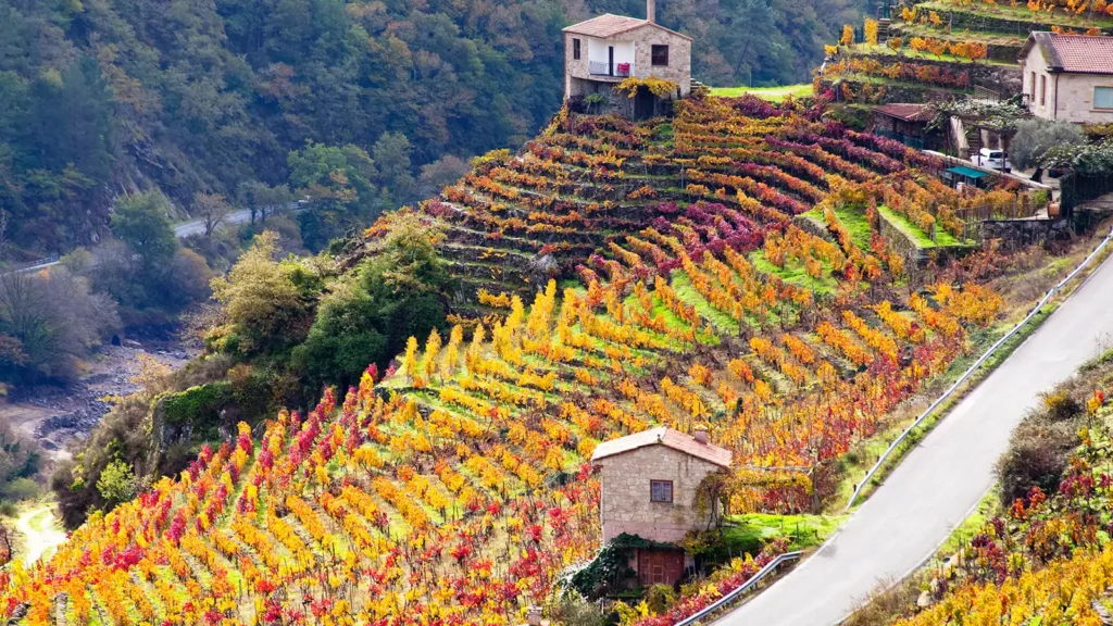 Span - vinyards